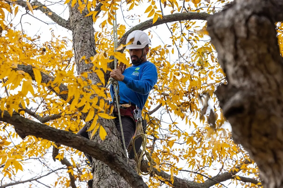 Skilled Tree Planing crew working in Distant