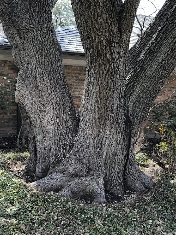 Mature heritage tree close to a Distant property cared for by certified arborists